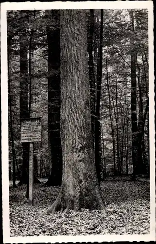 Ak Sarthe Frankreich, Foret de Berce, Le nouveau Chene Boppe