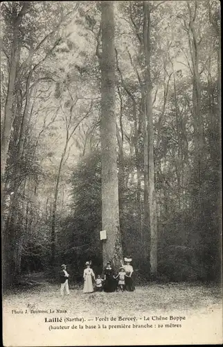 Ak Laillé Sarthe, Foret de Bercey, Le Chene Boppe