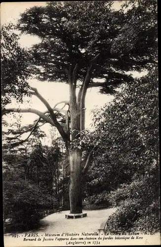 Ak Paris, Museum d'Histoire Naturelle, Waldpartie, Baum