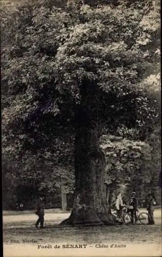 Ak Forêt de Sénart Essonne, Chene d'Antin