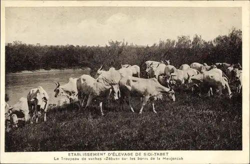 Ak Tunesien, Etablissement D'Elevage de Sidi Tabet, Le Troupeau de vaches Zebus 