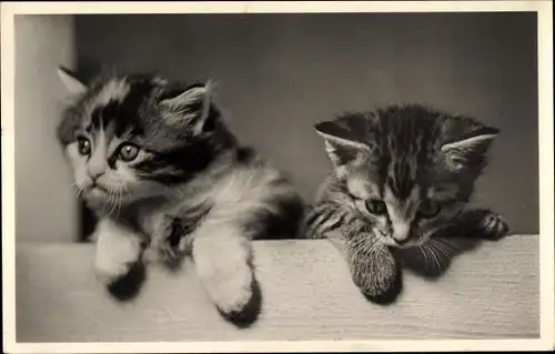 Ak zwei Kätzchen getigert, dreifarbig