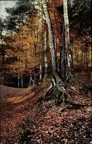 Ak Blick in einen Birkenwald