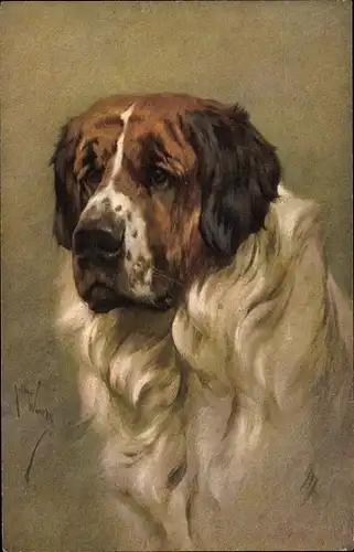 Künstler Ak Wardle, Arthur, Bernhardiner, Hundeportrait