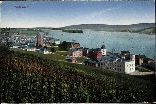 Ak Rüdesheim am Rhein, Weinberge, Blick zum Rhein