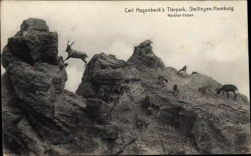 Ak Hamburg Eimsbüttel Stellingen, Carl Hagenbeck's Tierpark, Markhor Felsen