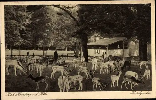 Ak Bad Homburg vor der Höhe Hessen, Waldcafé Hirschgarten, Hirsche