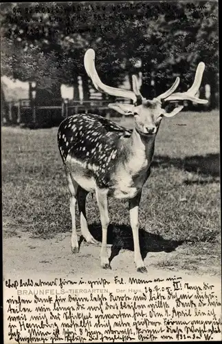 Ak Braunfels an der Lahn, Der Hans, Hirsch aus dem Tiergarten