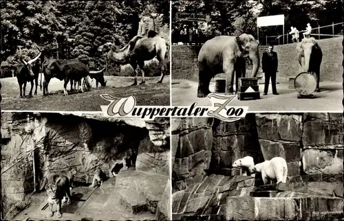 Ak Wuppertal, Zoologischer Garten, Löwen, Eisbären, Elefanten, Kamel