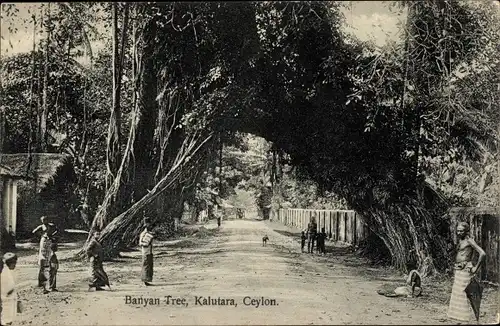 Ak Kalutara Sri Lanka Ceylon, Banyan Tree