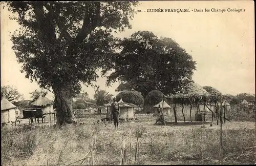 Ak Guinée Francaise, Dans les Champs Coniaguis