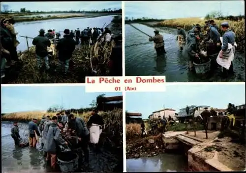 Ak Dombes Ain, La Peche, Etang vide, Peche a l'epuisette, Triage du poisson, Expedition