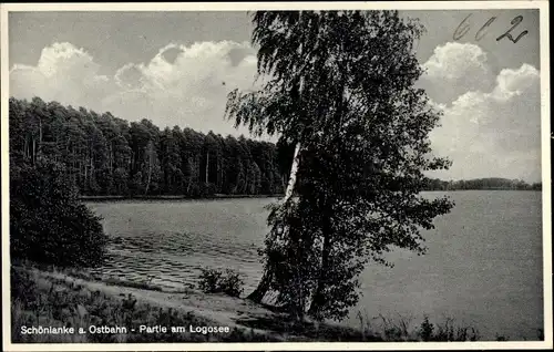 Ak Trzcianka Schönlanke an der Ostbahn Posen, Partie am Logosee