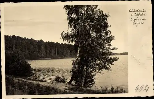 Ak Trzcianka Schönlanke an der Ostbahn Posen, Partie am Logosee