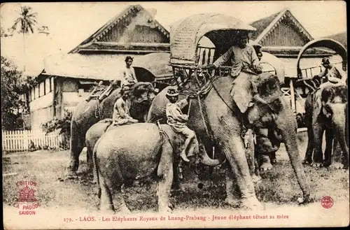 Ak Luang Prabang Laos, Elephants Royaux, Jeune Elephant tetant sa mere