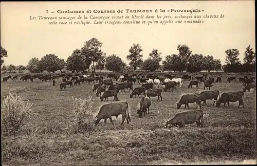 Ak Costumes et Courses de Taureaux a la Provencale, les Taureaux sauvages de la Camargue