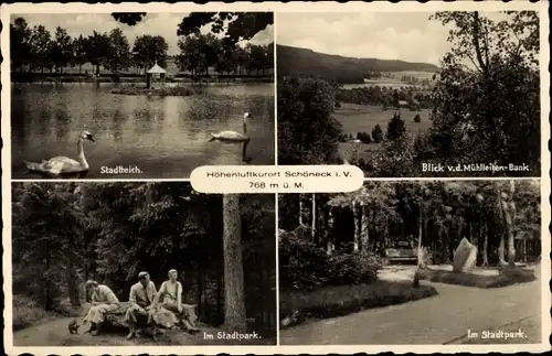 Ak Schöneck im Vogtland, Stadtpark, Schwäne auf dem Stadtteich, Landschaft