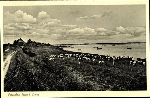 Ak Stein in Schleswig Holstein, Schafherde am Meer