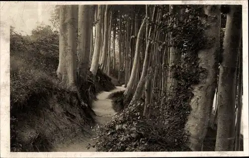 Ak Scharbeutz in Ostholstein, Partie im Wald