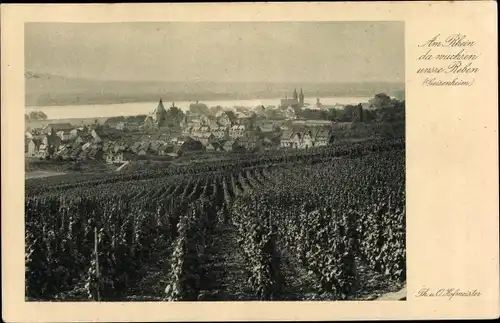 Ak Geisenheim am Rhein Hessen, Weinberg, Rebstöcke, Panorama