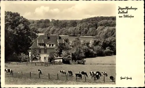 Ak Sielbeck Eutin in Ostholstein, Jugendherberge am Ukleisee, Kuhweide