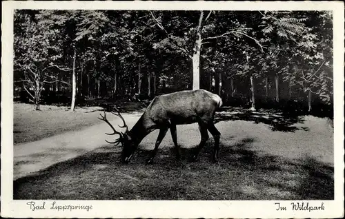 Ak Bad Lippspringe in Westfalen, Hirsch im Wildpark