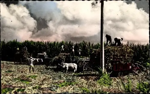 Ak Guadeloupe, Petit Bourg, Scene de la recolte de la canne a sucre