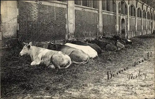 Ak Paris XIX., Une Ecurie aux Abattoirs de la Villette, Rinder