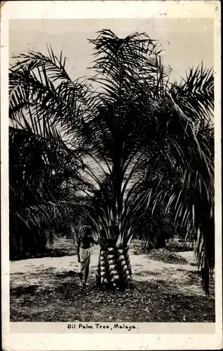 Ak Malaysia, Oil Palm Tree