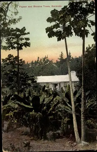 Ak Bermuda, Papaw and Banana Trees