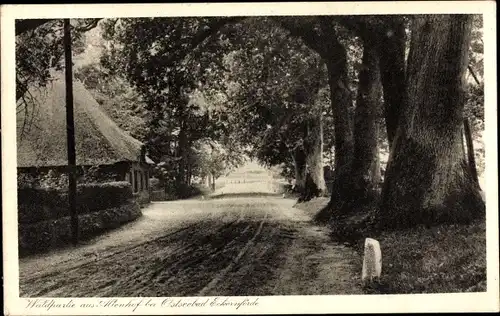 Ak Altenhof bei Eckernförde, Ortspartie, Allee