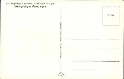 Ak Hamburg Eimsbüttel Stellingen, Carl Hagenbecks Tierpark, Tharziegen