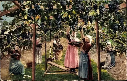 Ak Vendemmia, Frauen bei der Weinlese, Weinberg