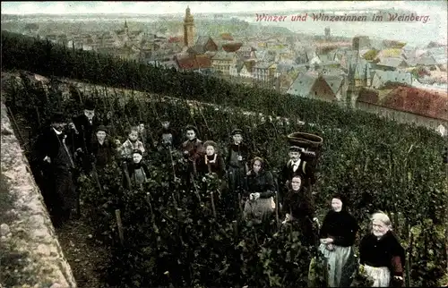 Ak Winzer und Winzerinnen im Weinberg, Weinlese