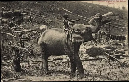 Ak Ceylon Sri Lanka, Elephant working on new estate