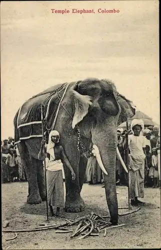Ak Colombo Ceylon Sri Lanka, Temple Elephant