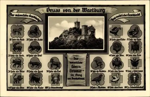Ak Wartburg Eisenach, Burg, Lebensalter in Tiergestalt, weibliches und männliches Geschlecht