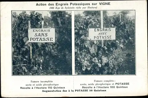 Ak Action des Engrais Potassique sur Vigne, Weinanbau, Dünger, Reklame