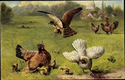 Künstler Ak Müller, A., Henne mit Küken, Falke mit Beute