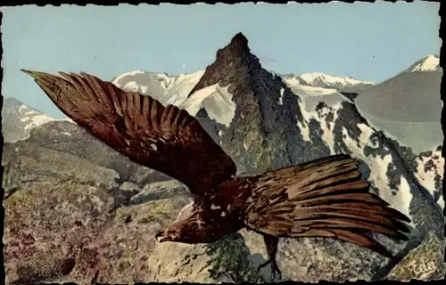 Ak Savoie, Sommet de l'Aiguille de Polset, Massif de la Vanoise, un aigle, Adler