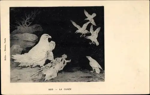 Ak La Curee, Adler, Vögel