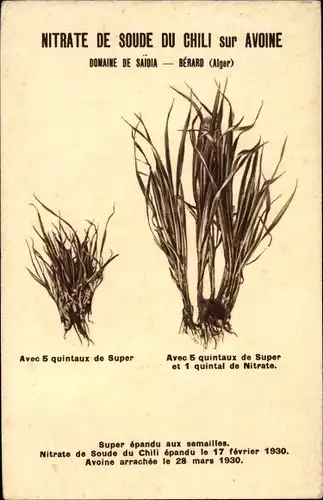 Ak Nitrate de Sode du Chili sur Avoine, Landwirtschaft, Dünger, Reklame