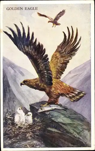 Künstler Ak Golden Eagle, Adler im Gebirge