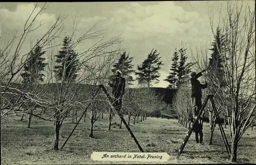 Ak Natal Südafrika, An orchard in Natal, Pruning