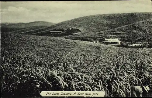 Ak Natal Südafrika, The Sugar Industry. Cane field