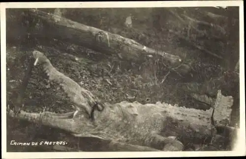 Foto Ak Caiman de 5 Metres, Kaiman, Krokodil