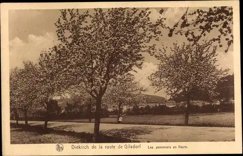 Ak Diekirch Luxemburg, vue de la Route de Gilsdorf, Pommiers en fleurs, Apfelblüte