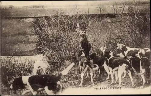 Ak Villers Cotterêts Aisne, Jagd, Hirsch, Hunde