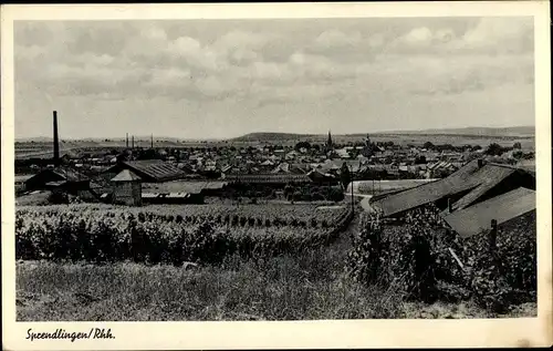 Ak Sprendlingen in Rheinhessen, Weinberg, Panorama