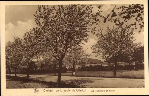 Ak Diekirch Luxemburg, vue de la Route de Gilsdorf, Pommiers en fleurs, Apfelblüte